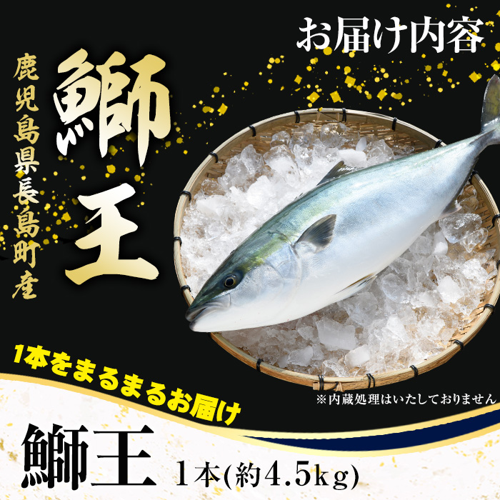 ぶりの王様「 鰤王 」 まるごと 1本 (約4.5kg) 産地直送 新鮮 旨味が抜群の 長島町 特産品 ブランド ぶり 鰤 ブリ 切り身 真空 冷蔵 刺身 ぶりしゃぶ しゃぶしゃぶ 魚 魚介 人気 ランキング 【JFA】jfa-1260