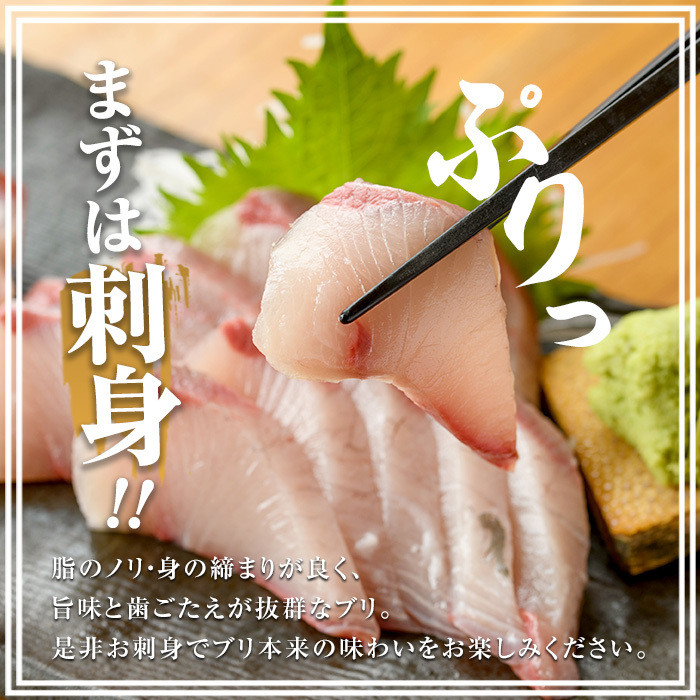 ＜定期便・毎月 全3回＞ 早生鰤王フィレ 定期便 長島町特産「鰤王」フィレ 約1.0kg×1枚 早生鰤 国産 鹿児島県産 鰤 ブリ ぶり 鰤 ぶりおう 冷蔵 海鮮 海産物 魚介 ブランド 魚 真空パック 刺身 ぶりしゃぶ しゃぶしゃぶ 海鮮丼 産地直送【JFA】jfa-1386A