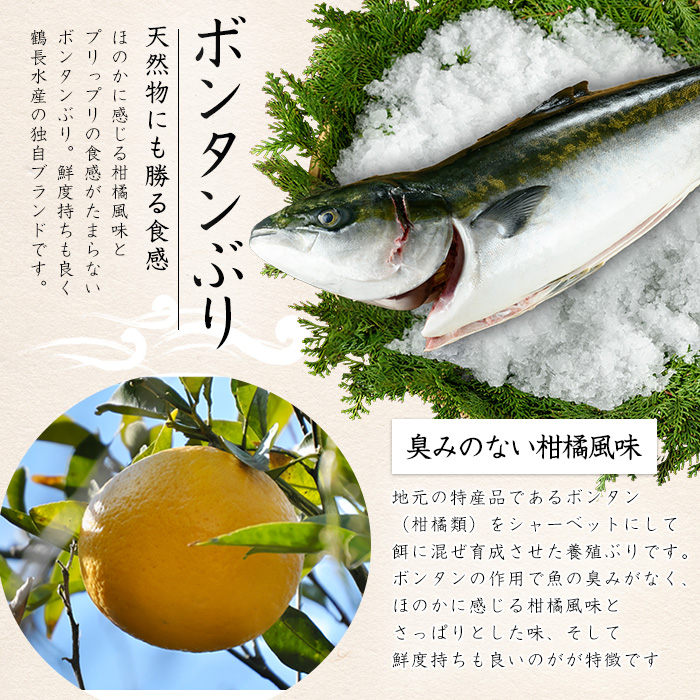 ボンタンぶりまるごと一本(内臓処理済)  ぶり 柵 刺身 ブリ 切り身 鰤 1本 鮮魚 下処理済み 鮮魚 1匹 刺身 ぶりしゃぶ ぶりかま 【鶴長水産】turu-6070