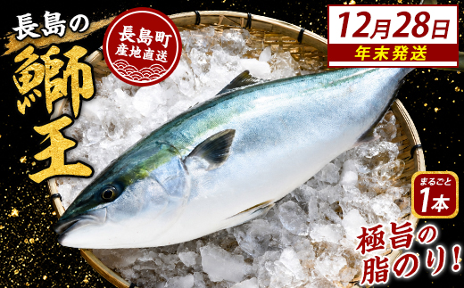 ＼年末発送 先行予約／【12月28日発送】鰤王ラウンド（約3.5?〜）テレビで紹介ぶりの王様「 鰤王 」 まるごと 1本 ラウンド 先行予約 産地直送 長島町 特産品 ブランド 鰤 冷蔵 ふるさと納税 ぶり 刺身 ぶりしゃぶ ぶり大根 海鮮丼 年末年始発送 【JFA】jfa-7115-28