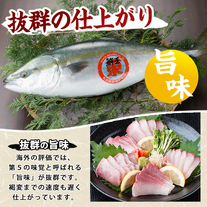 ＼年末発送 先行予約／＜数量限定＞【2026年12月22日発送】『旅サラダ』で紹介ぶりの王様「 鰤王 」 フィレ 半身 (約1.2kg〜・フィレ1枚) 産地直送 新鮮 旨味が抜群の 長島町 特産品 ブランド ぶり 鰤 ブリ 切り身 真空 冷蔵 刺身 ぶりしゃぶ しゃぶしゃぶ 魚 魚介 人気 ランキング 年末年始発送 【JFA】jfa-7006-22