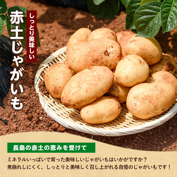 《先行受付:５月発送》長島町 いから島産 赤土 じゃがいも5kg 【高橋農園】takahashi-7309