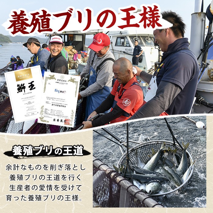 【切って盛るだけ】『旅サラダ』で紹介ぶりの王様「 鰤王 」 ロイン 2節 (約0.8kg〜1.0kg) 半身 産地直送 新鮮 旨味が抜群の 長島町 特産品 ブランド ぶり 鰤 ブリ 切り身 真空 冷蔵 刺身 ぶりしゃぶ しゃぶしゃぶ 魚 魚介 人気 ランキング 【JFA】jfa-7132