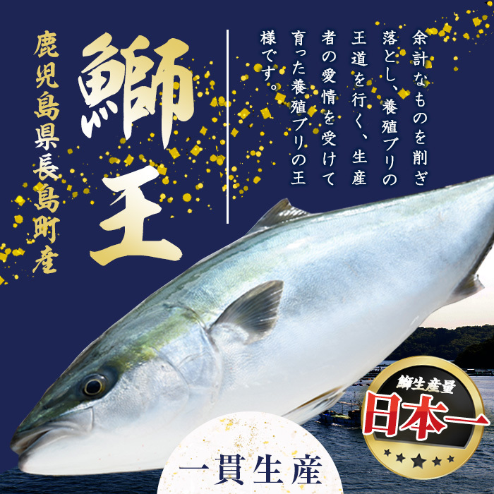 ぶりの王様「 鰤王 」 まるごと 1本 (約4.5kg) 産地直送 新鮮 旨味が抜群の 長島町 特産品 ブランド ぶり 鰤 ブリ 切り身 真空 冷蔵 刺身 ぶりしゃぶ しゃぶしゃぶ 魚 魚介 人気 ランキング 【JFA】jfa-1260