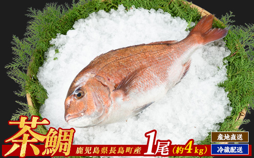 茶鯛 1尾 (約2kg)【ウスイ】usui-1034