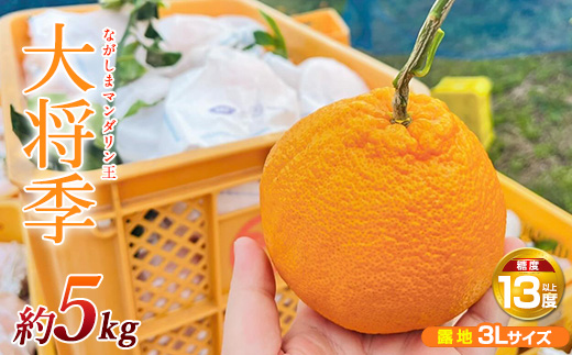 ながしまマンダリン王【露地】(大将季) 約5kg【ながしまマンダリングループ】mandarin-7197