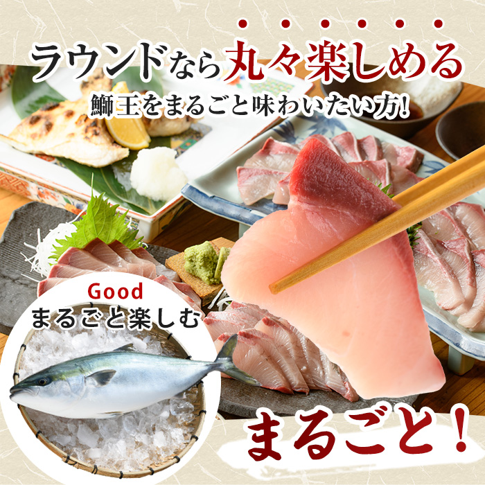 繝繝ャ繝薙〒邏ケ莉九カ繧翫ョ邇区ァ倥 魏、邇 縲 縺セ繧九#縺ィ 1譛ャ シ育エ3.8kg縲懶シ 繝ゥ繧ヲ繝ウ繝 蜈郁。御コ育エ 逕」蝨ー逶エ騾 髟キ蟲カ逕コ 迚ケ逕」蜩 繝悶Λ繝ウ繝 魏、 蜀キ阡オ 縺オ繧九&縺ィ邏咲ィ 縺カ繧 蛻コ霄ォ 縺カ繧翫@繧縺カ 縺カ繧雁、ァ譬ケ 豬キ魄ョ荳シ縲辱FA縲阻fa-7115