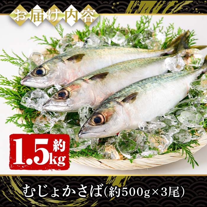 むじょかさば_jfa-461