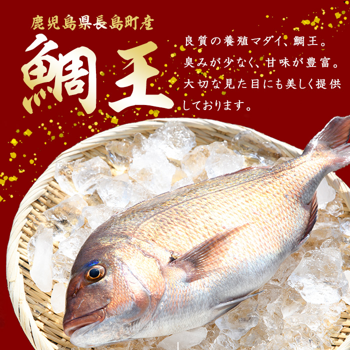 長島町特産「鯛王」(2匹・約2.4kg) 産地直送 新鮮 旨味が抜群の 長島町 特産品 ブランド 真鯛 をまるごと 一匹 楽しめる 刺身 鯛めし 鯛茶漬け 鯛しゃぶ 鯛刺身 鮮魚 冷蔵 【JFA】jfa-22