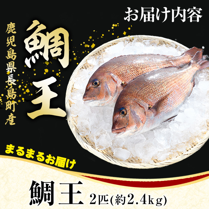 長島町特産「鯛王」(2匹・約2.4kg) 産地直送 新鮮 旨味が抜群の 長島町 特産品 ブランド 真鯛 をまるごと 一匹 楽しめる 刺身 鯛めし 鯛茶漬け 鯛しゃぶ 鯛刺身 鮮魚 冷蔵 【JFA】jfa-22