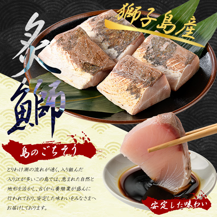 獅子島産 百年漁師の鰤 炙り刺身サク (約150g×4パック) 【島のごちそう】gochi-7044R8