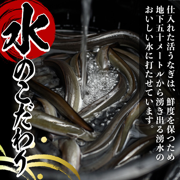 y488 国産！うなぎ蒲焼き(5尾・タレ付き) 国産 九州産 鰻 ウナギ うな重 うなじゅう 蒲焼 かばやき 土用 丑の日 うな丼 タレ タレ付 おかず 冷蔵 特産品 お土産 ギフト プレゼント【尾方屋】