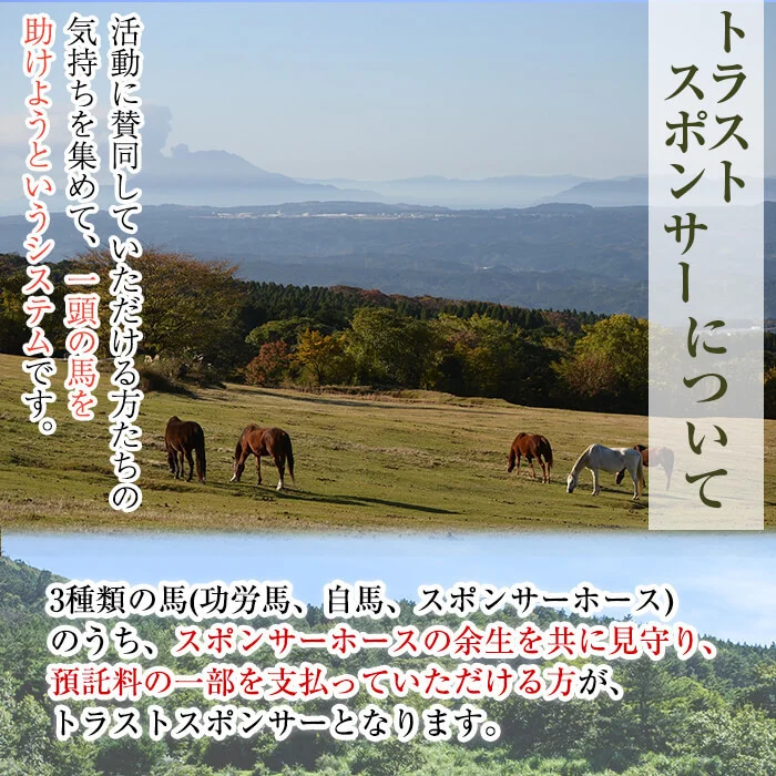 y241 馬主のいない馬を助けたい！トラストスポンサーチケット(1枚) 里親として1年間サポートするシステムです 馬 競走馬 競馬 乗馬 乗用馬 里親 ペット サポート【NPO法人ホーストラスト】