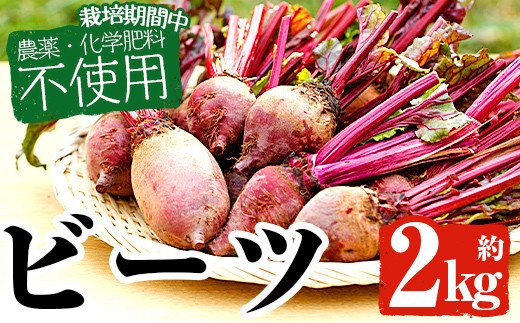 y297 《期間限定》＜先行予約受付中！2024年12月以降に順次発送予定＞栽培期間中農薬化学肥料不使用ビーツ(約2kg) 国産 九州産 野菜 やさい オーガニック 農薬不使用 化学肥料不使用 2kg【雲月農園】