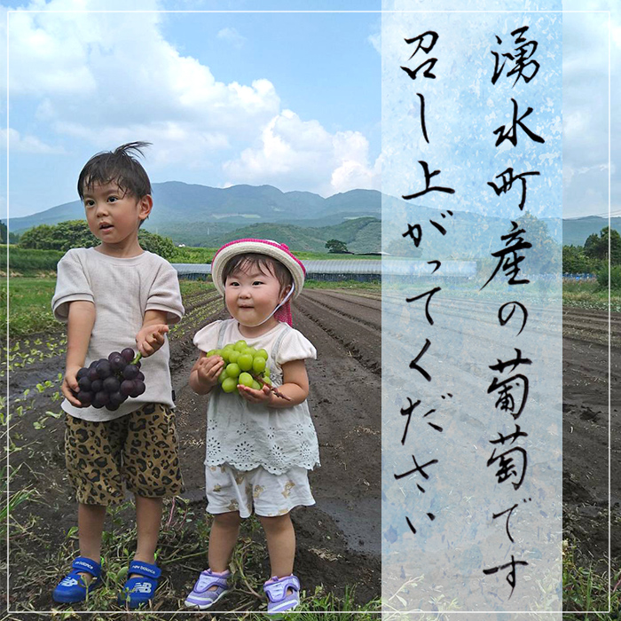 y418 ≪先行予約受付中！2026年8月中旬以降順次発送≫  訳あり！シャインマスカット(約1.2kg) 国産 九州産 鹿児島産 湧水町 マスカット 葡萄 ぶどう ブドウ 果物 くだもの フルーツ 旬 訳アリ ワケあり 家庭用 種無し 種なし 【大倉野 隆】