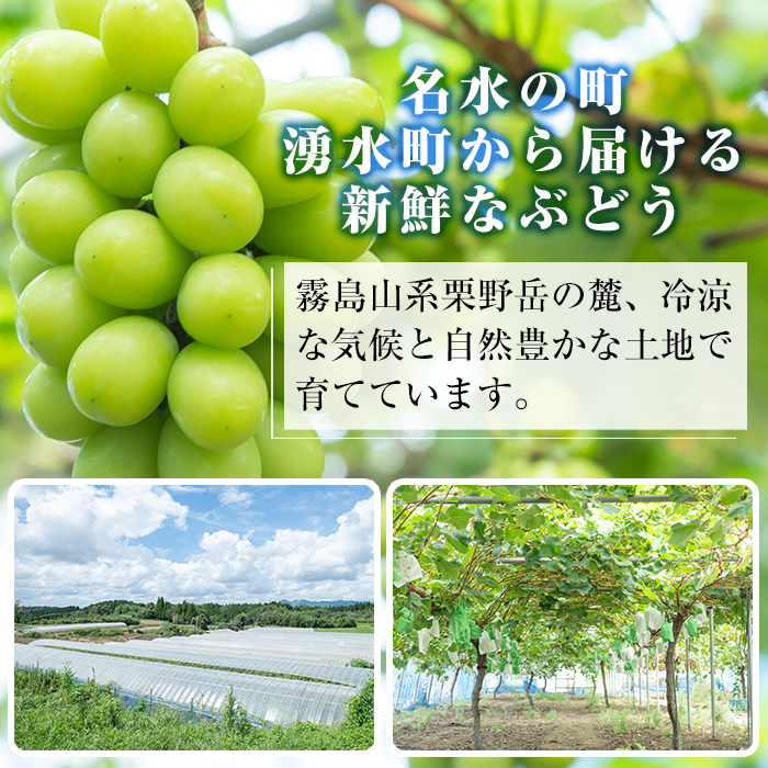 y418 ≪先行予約受付中！2026年8月中旬以降順次発送≫  訳あり！シャインマスカット(約1.2kg) 国産 九州産 鹿児島産 湧水町 マスカット 葡萄 ぶどう ブドウ 果物 くだもの フルーツ 旬 訳アリ ワケあり 家庭用 種無し 種なし 【大倉野 隆】