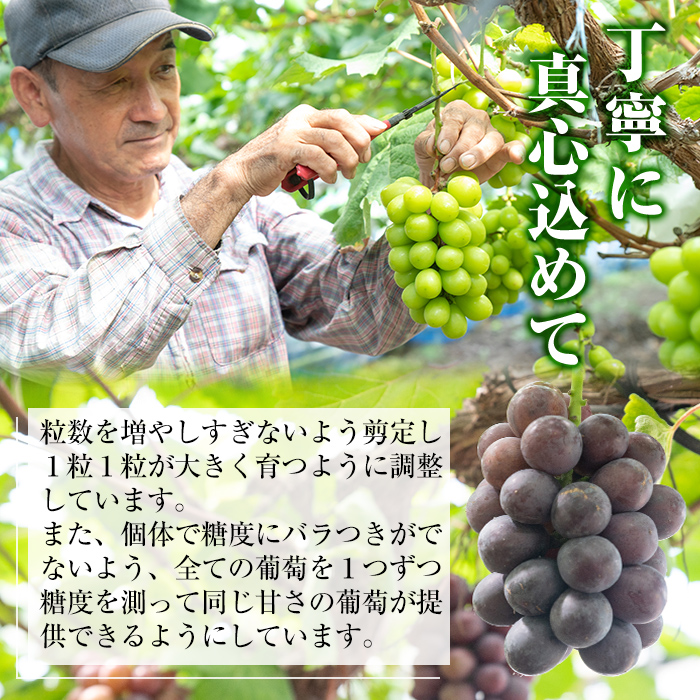 y417 ≪先行予約受付中！2026年8月中旬以降順次発送≫ シャインマスカット(約900g・2房) 国産 九州産 鹿児島産 シャインマスカット マスカット 葡萄 ぶどう ブドウ 果物 くだもの フルーツ 贈答 贈り物 ギフト プレゼント 旬 【大倉野 隆】