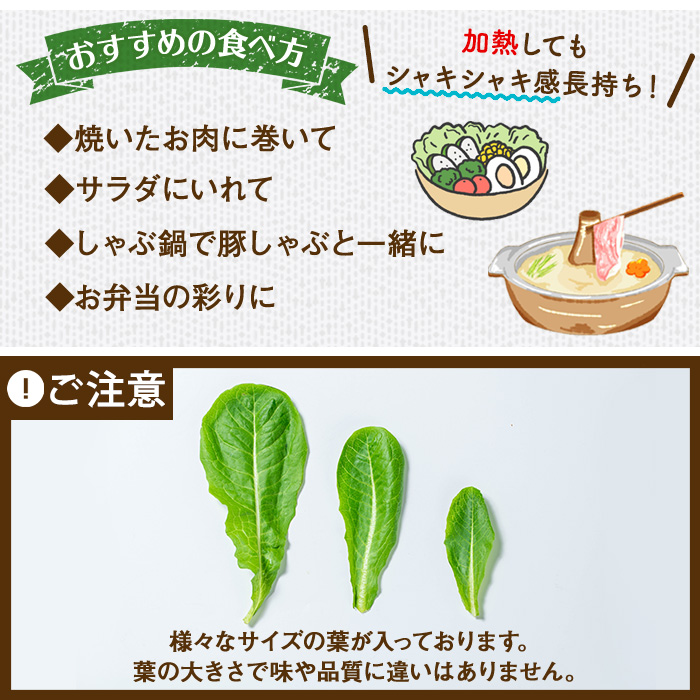 y470 《先行予約受付中！2026年9月以降順次発送》お肉が別腹になるレタス 計600g (200g×3袋) 国産 九州産 鹿児島県産 湧水町産 野菜 やさい レタス ロメインレタス 焼肉 焼き肉 バーベキュー BBQ 冷しゃぶ サラダ 水耕栽培【霧島製萌】