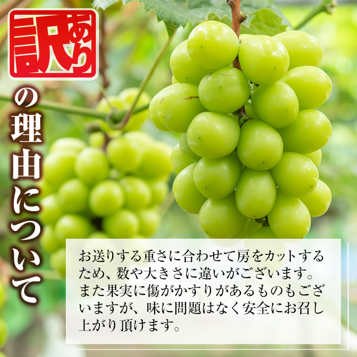 y418 ≪先行予約受付中！2026年8月中旬以降順次発送≫  訳あり！シャインマスカット(約1.2kg) 国産 九州産 鹿児島産 湧水町 マスカット 葡萄 ぶどう ブドウ 果物 くだもの フルーツ 旬 訳アリ ワケあり 家庭用 種無し 種なし 【大倉野 隆】