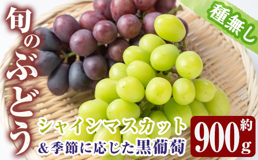 y377 ≪先行予約受付中！2026年8月中旬以降順次発送≫  シャインマスカット・黒ぶどうセット(計2房・約900g) 国産 鹿児島産 シャインマスカット マスカット 葡萄 ぶどう ブドウ クインニーナ ナガノパープル BKシードレス 果物 くだもの フルーツ 旬【大倉野 隆】