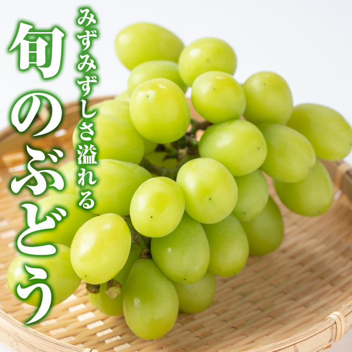 y418 ≪先行予約受付中！2026年8月中旬以降順次発送≫  訳あり！シャインマスカット(約1.2kg) 国産 九州産 鹿児島産 湧水町 マスカット 葡萄 ぶどう ブドウ 果物 くだもの フルーツ 旬 訳アリ ワケあり 家庭用 種無し 種なし 【大倉野 隆】