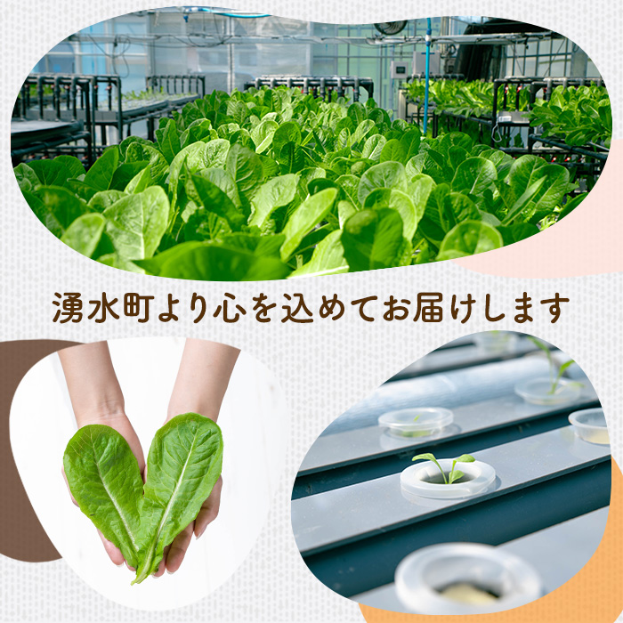 y470 《先行予約受付中！2026年9月以降順次発送》お肉が別腹になるレタス 計600g (200g×3袋) 国産 九州産 鹿児島県産 湧水町産 野菜 やさい レタス ロメインレタス 焼肉 焼き肉 バーベキュー BBQ 冷しゃぶ サラダ 水耕栽培【霧島製萌】