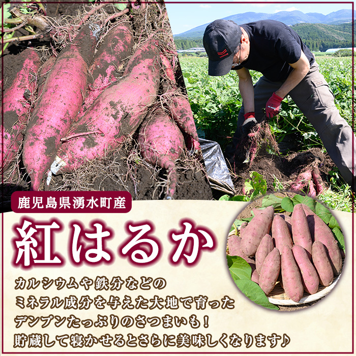 y329-B âªãããµã€ãº(1åããã50g~100g)â«æ¹§æ°Žçºç£ææ©ãã€ãŸãããçŽ
ã¯ããã(èš10kg) åœç£ ä¹å·ç£ 鹿å
å³¶ç£ ææ©æ œå¹ ãµããã€ã¢ çè è çŒãè ãããã ã¹ã«ã¯ãã ãã ãããµã€ãº 倩ã·ã ããã éè ãã〠ã¹ã€ãŒã æ¬ åžžæž© åžžæž©ä¿åããã®ããŸèŸ²åã