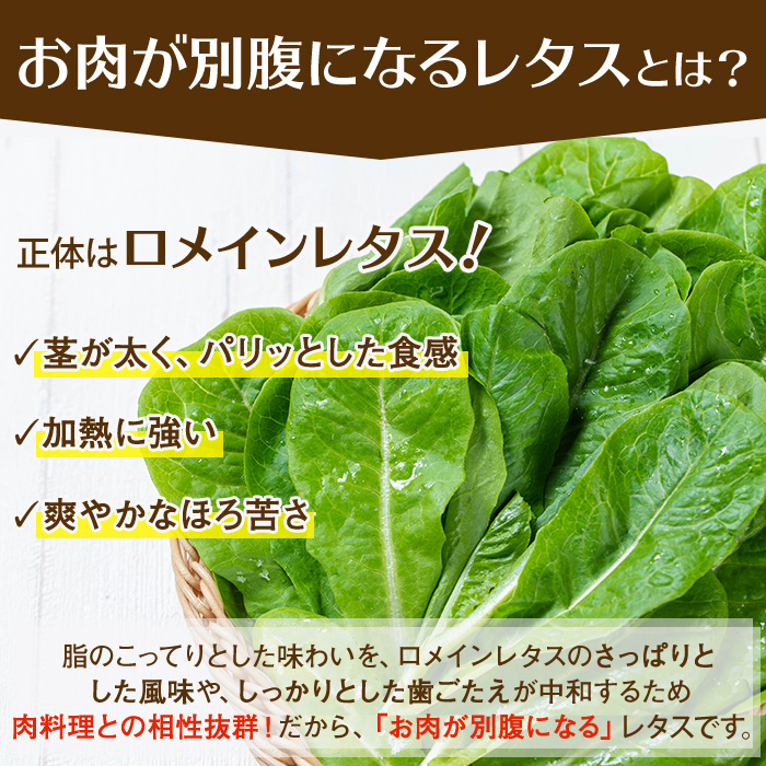 y470 《先行予約受付中！2026年9月以降順次発送》お肉が別腹になるレタス 計600g (200g×3袋) 国産 九州産 鹿児島県産 湧水町産 野菜 やさい レタス ロメインレタス 焼肉 焼き肉 バーベキュー BBQ 冷しゃぶ サラダ 水耕栽培【霧島製萌】