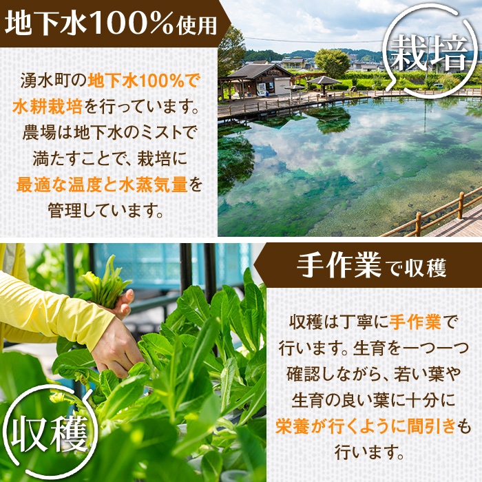 y470 《先行予約受付中！2026年9月以降順次発送》お肉が別腹になるレタス 計600g (200g×3袋) 国産 九州産 鹿児島県産 湧水町産 野菜 やさい レタス ロメインレタス 焼肉 焼き肉 バーベキュー BBQ 冷しゃぶ サラダ 水耕栽培【霧島製萌】