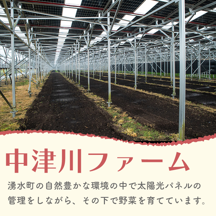 y593 湧水町じゃがいも収穫体験チケット(1列分) 収穫 収穫体験 体験 チケット ジャガイモ 芋 招待券 レジャー 観光 旅行 お土産 おみやげ 持ち帰り 自然 農業体験【中津川ファーム】