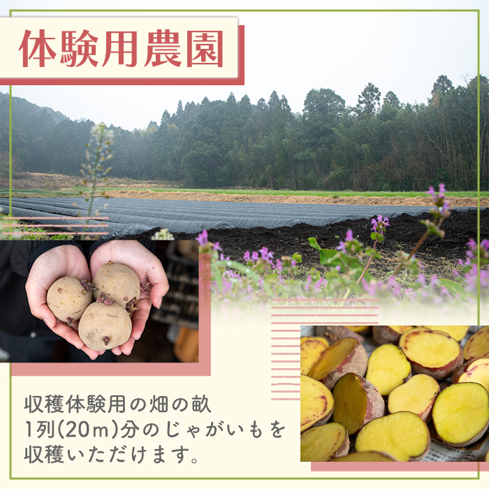 y593 湧水町じゃがいも収穫体験チケット(1列分) 収穫 収穫体験 体験 チケット ジャガイモ 芋 招待券 レジャー 観光 旅行 お土産 おみやげ 持ち帰り 自然 農業体験【中津川ファーム】