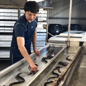 暪山æ¡äžããã®SçŽé°»ã倧10å°ŸïŒ1.5KïœïŒ