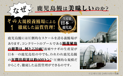 うなぎ 蒲焼 200g×3尾【鹿児島産】地下水で育てた絶品鰻