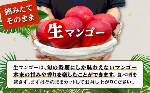 【訳あり】 1.5kg 大崎完熟マンゴー「郷の恵（さとのめぐみ）」加工用マンゴー（糖度10度前後）