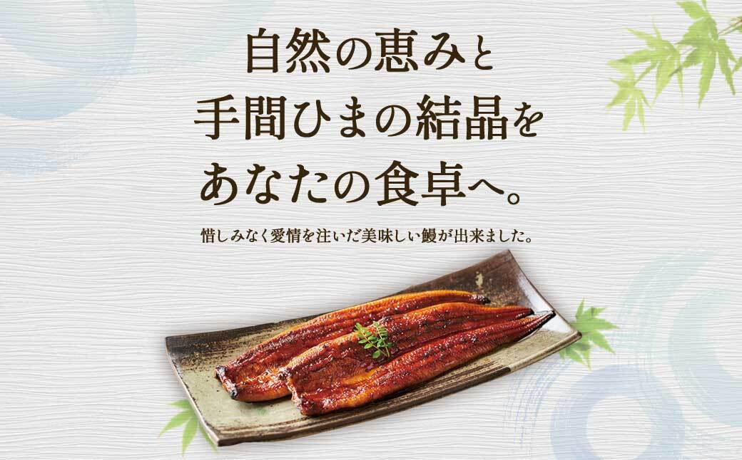 ふるさと納税限定　鹿児島県大崎町産 国産 うなぎ長蒲焼 3尾 計480g以上 | 鰻 うなぎ蒲焼き うな重 ひつまぶし ウナギ 蒲焼 人気 おすすめ 鹿児島 大隅半島 DU002　