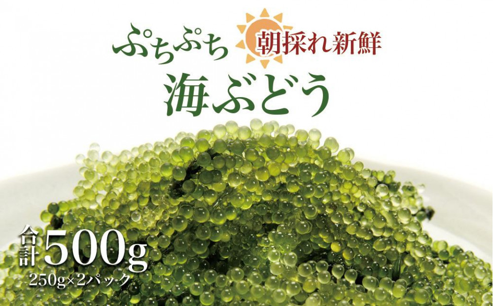 【発送は9月中旬以降】海の幸　朝採れぷちぷち海ぶどう 朝採れ新鮮 海ぶどう～MOBAKO育ちのSEAGRAPES！？～