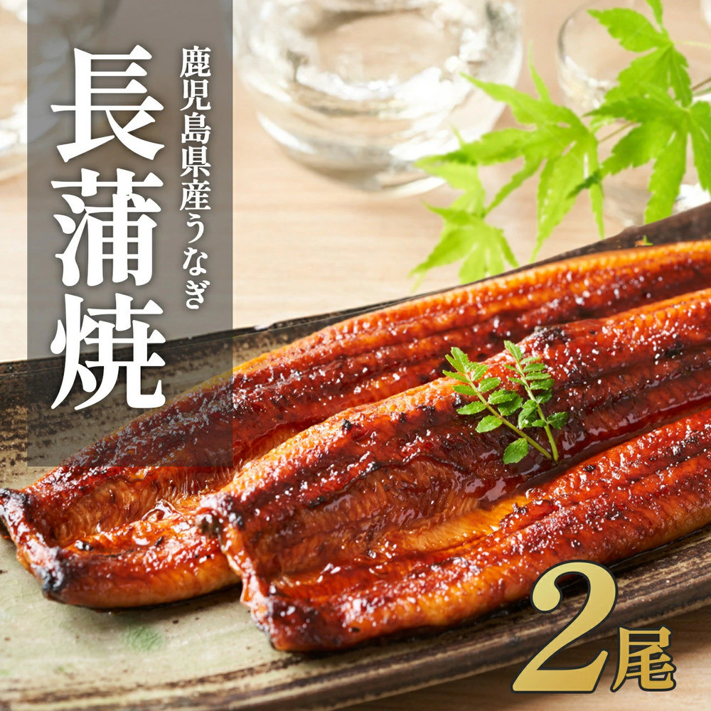 ふるさと納税限定　鹿児島県大崎町産 国産 うなぎ長蒲焼 2尾 計320g以上 | 鰻 うなぎ蒲焼き うな重 ひつまぶし ウナギ 蒲焼 人気 おすすめ 鹿児島 大隅半島 DU001　