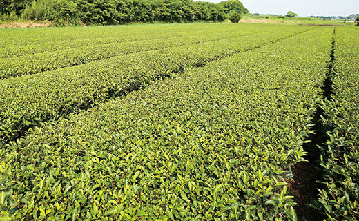 鹿児島茶【緑茶】100ｇ×4袋