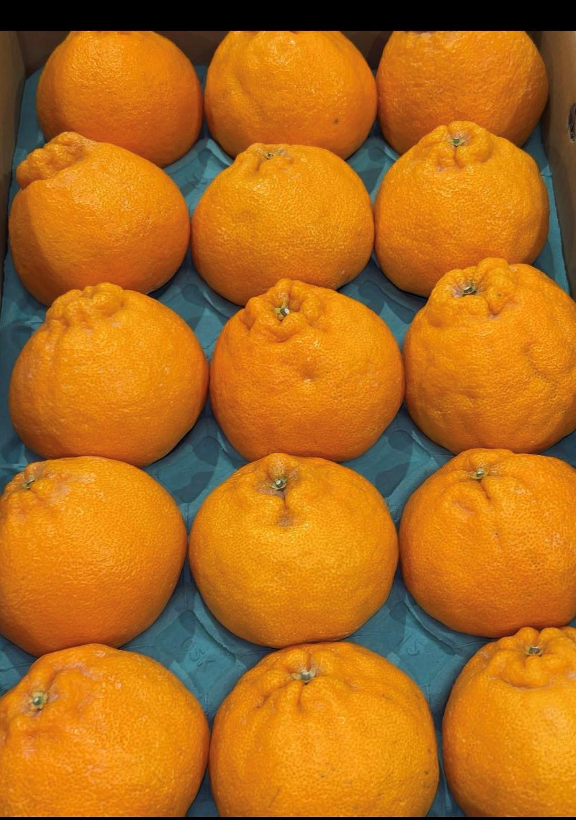 閠∬鈴搨譫懷コ励ョ縺泌ョカ蠎ュ逕ィ 螟ァ蟆蟄」 10邇我サ・荳