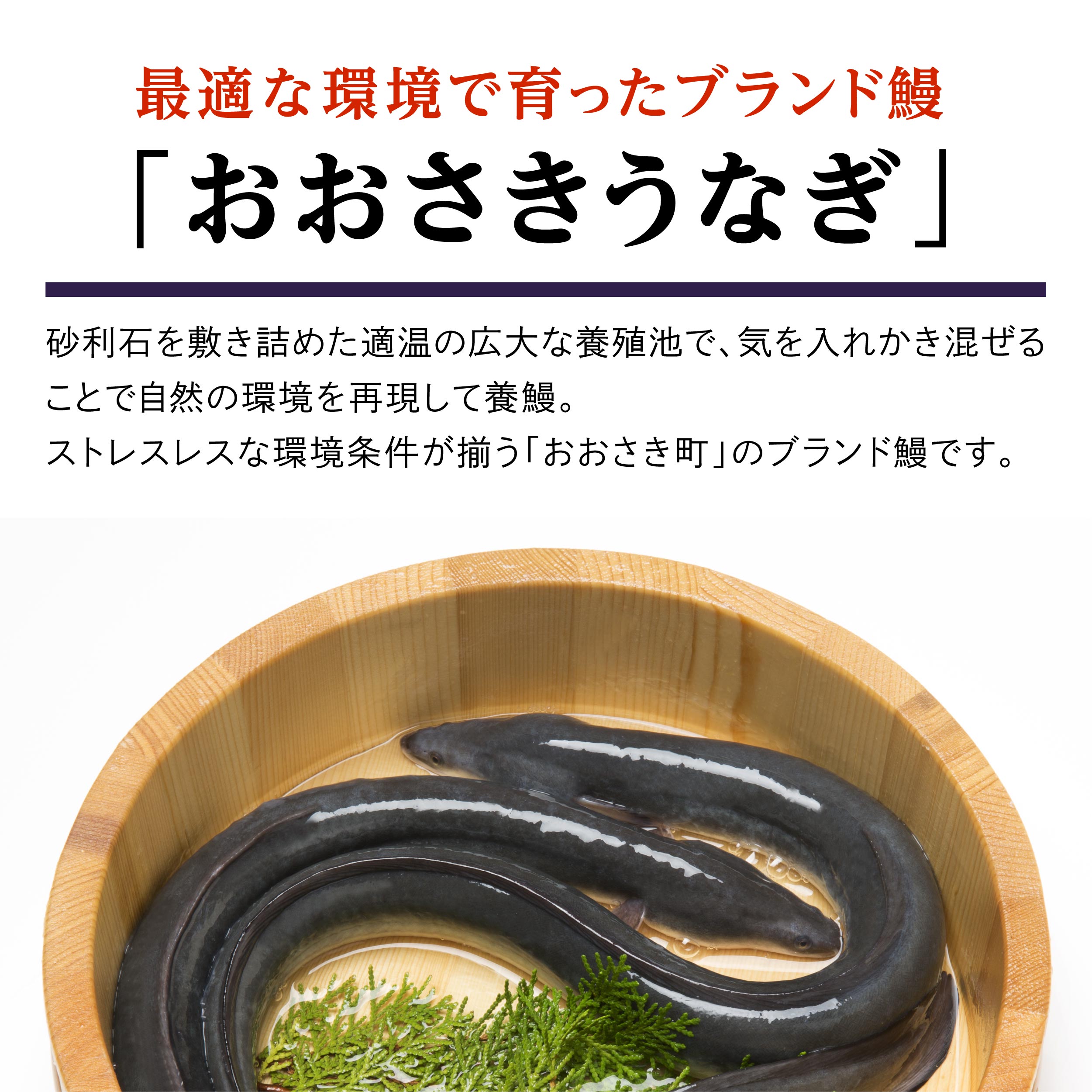 おおさきうなぎ（鹿児島県産うなぎ長蒲焼）３尾セット