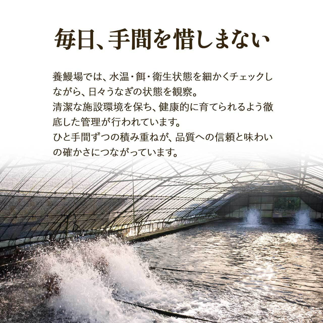 ふるさと納税限定　鹿児島県大崎町産 国産 うなぎ長蒲焼 2尾 計320g以上 | 鰻 うなぎ蒲焼き うな重 ひつまぶし ウナギ 蒲焼 人気 おすすめ 鹿児島 大隅半島 DU001　