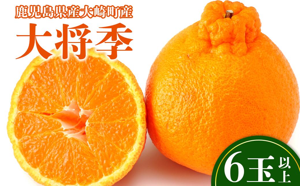老舗青果店の贈答用  大将季 6玉以上