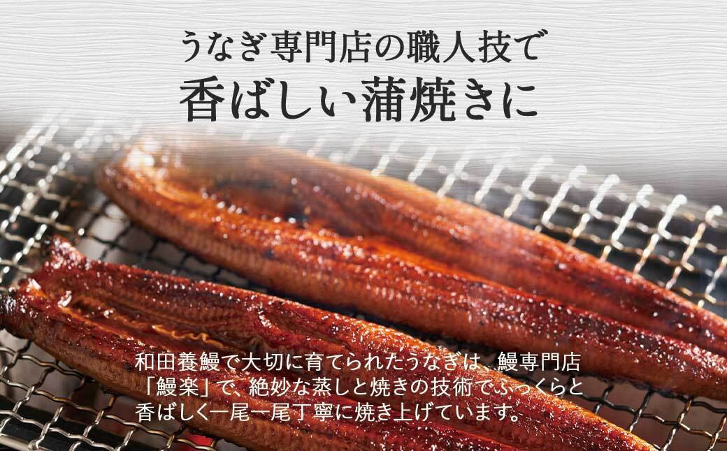 ふるさと納税限定　鹿児島県大崎町産 国産 うなぎ長蒲焼 3尾 計480g以上 | 鰻 うなぎ蒲焼き うな重 ひつまぶし ウナギ 蒲焼 人気 おすすめ 鹿児島 大隅半島 DU002　