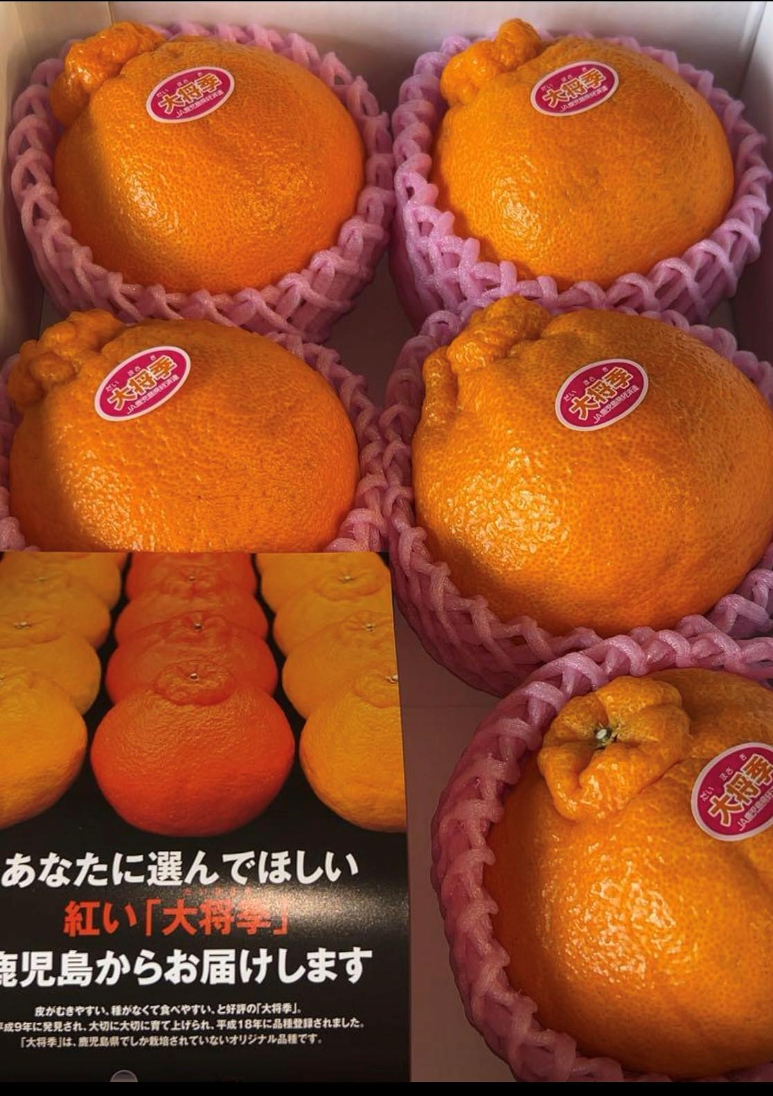 老舗青果店の贈答用  大将季 6玉以上