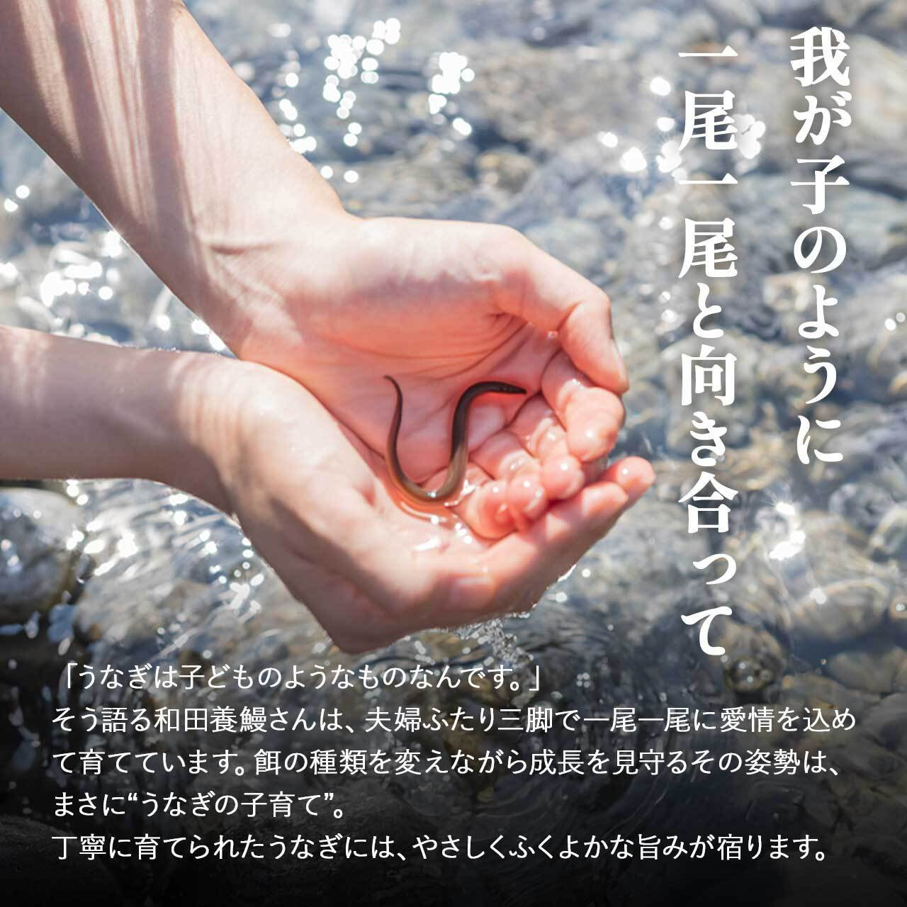 ふるさと納税限定　鹿児島県大崎町産 国産 うなぎ長蒲焼 2尾 計320g以上 | 鰻 うなぎ蒲焼き うな重 ひつまぶし ウナギ 蒲焼 人気 おすすめ 鹿児島 大隅半島 DU001　