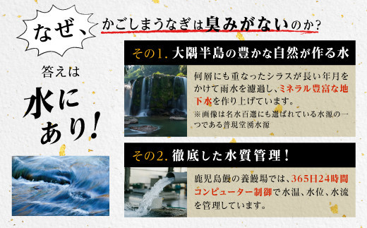 うなぎ 蒲焼 200g×3尾【鹿児島産】地下水で育てた絶品鰻