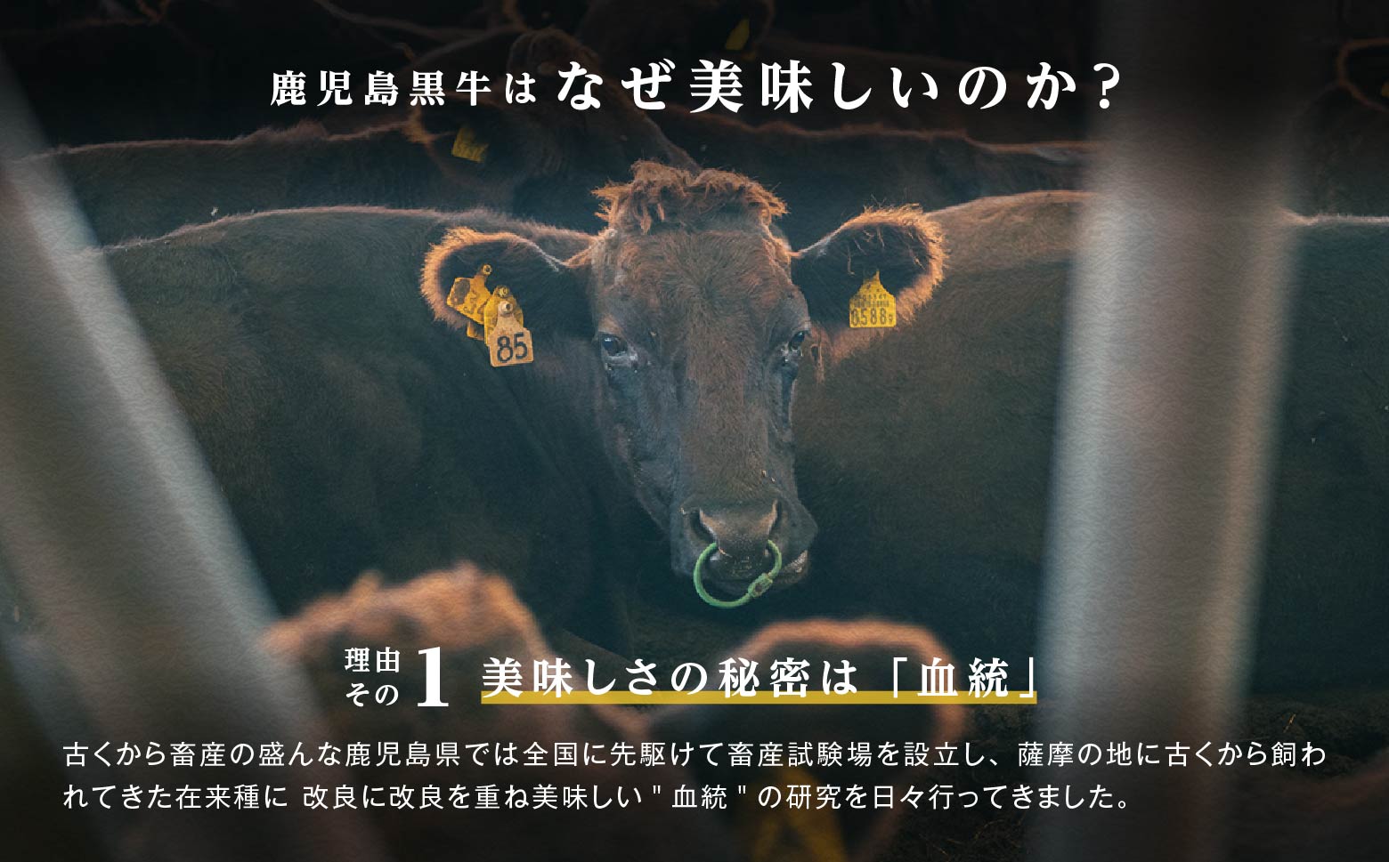鹿児島黒牛ウデスライスセット（900g）（D-3501）