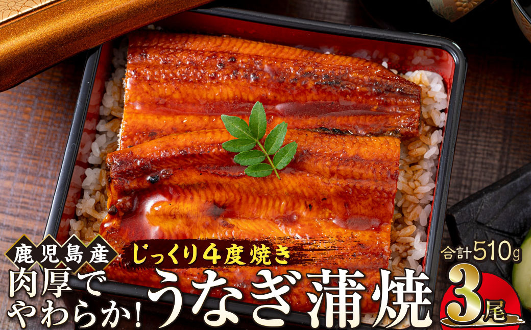 うなぎ 蒲焼 170g×3尾【鹿児島産】地下水で育てた絶品鰻