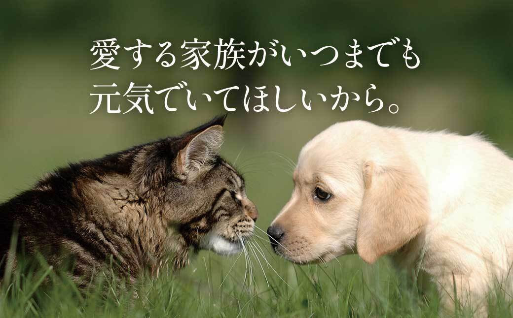 縲宣ケソ蜈仙ウカ逵悟、ァ髫逕」縲大鴻豁ウ魏サ縲縺縺ェ縺弱ョ鬆ュ縺ョ繝壹ャ繝医ヵ繝シ繝峨蛟句桁陬縲2陲玖ィ20蛟句・繧