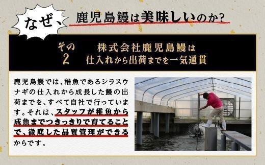 うなぎ 蒲焼 200g×3尾【鹿児島産】地下水で育てた絶品鰻